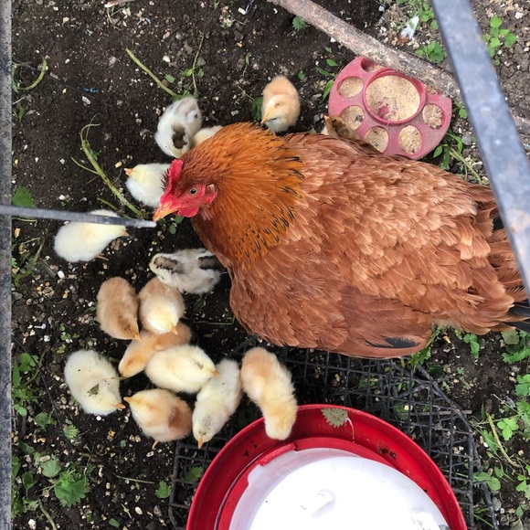 Meet your Posher, Lisa - Picture 5 of 6